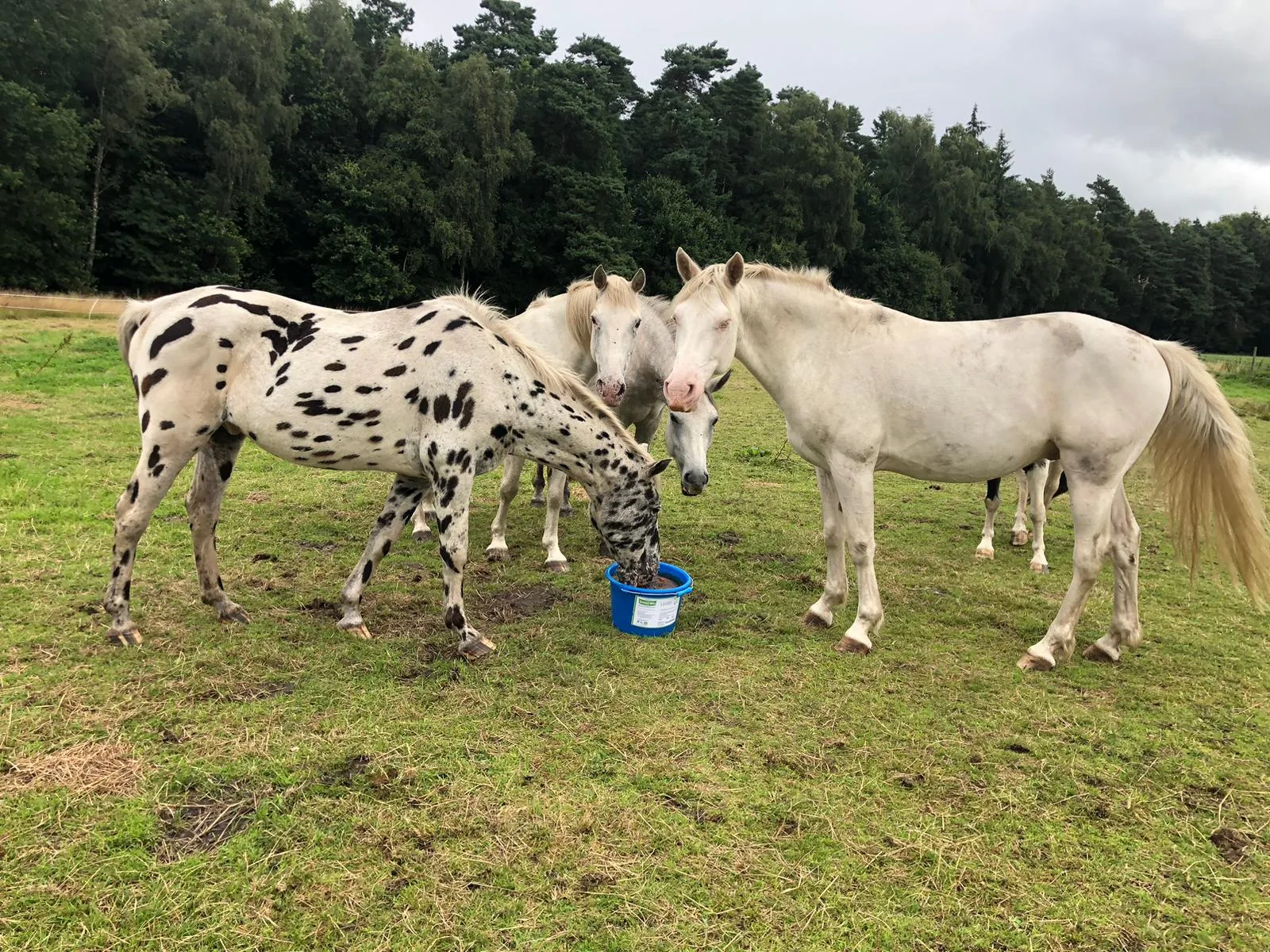 scharmane_suckergar-zoni_junior_henry